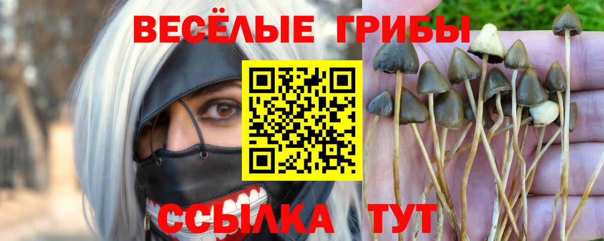 Псилоцибиновые грибы прущие грибы Зерноград